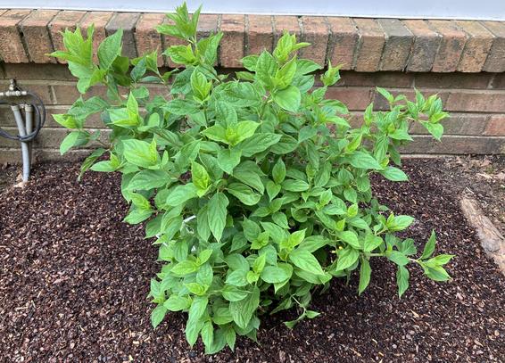 A newly-planted "Little Lime" dwarf limelight hydrangea sits near the brick exterior of a home. Compared to its surroundings, the soil in this section of the bed is freshly amended and rich looking. Two conduits of coaxial cable meeting in a drip loop are visible in the background. Had to be very careful making a hole here...