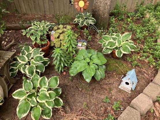 A patch of garden with a variety of potted hostas. Gotta pot them here or voles and chipmunks and whatnot will attack them from underground. Some lilies are growing up among the hostas. A newly-purchased "caramel" coral bells (heuchera) joins the party in its temporary nursery pot. A painted metal sunflower with bumble bee sits in the back of the garden, and an old rusting bird house is in front of the plants.