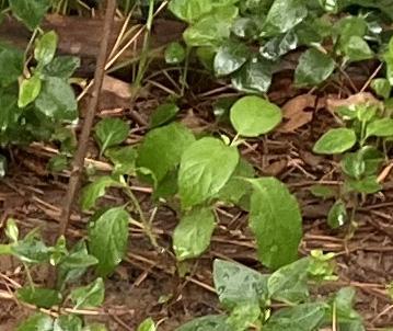 Zooming in on the first photo, a little hydrangea has sprouted a half-dozen or so leaves, among a carpet of vinca vines. This hydrangea was a cutting I rooted last year. I thought for sure it was a goner, but life... finds a way.
