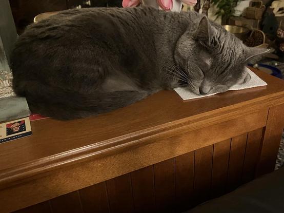 A gray cat lies sleeping on the end table next to my recliner. Her head is resting on top of a paper-towel-covered drink coaster which I’d like to be using, but, caturday