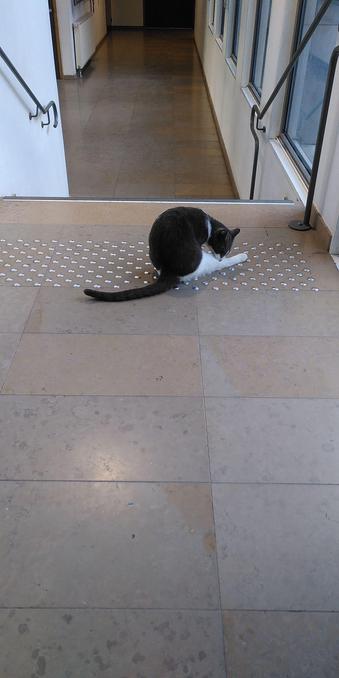Un chat.jpeg dans les couloirs de l'ENS.
