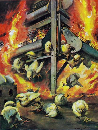 A bunch of baby chicks jumping to safety from a burning cage!
