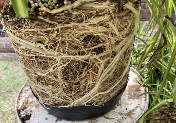 The root ball of a spider plant (C. comosum, probably either vittatum or variegatum) which has become severely rootbound due to lack of repotting. A dense tangle of various sized roots are bound up like the world's worst hair knot. 