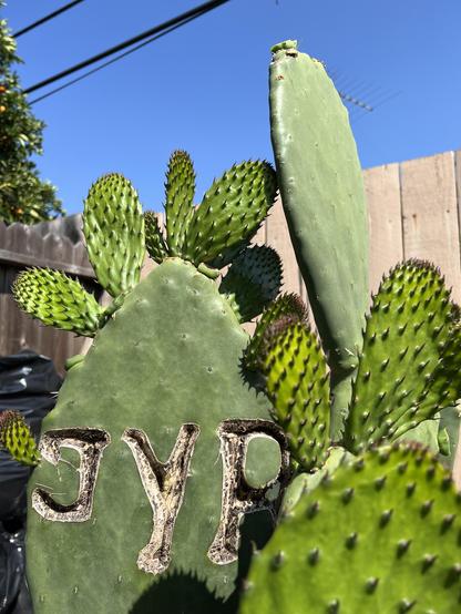 On a bright, sunny afternoon, a large nopal cactus can be seen in a backyard. The letters JYP are carved into the “trunk” of the plant.