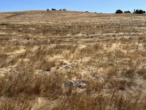 Looking up towards the top of a hill where all the grass is completely dry in stark contrast to the perfectly blue sky and a couple of magnificently green trees at the top of the hill.
