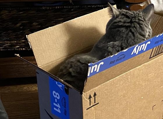 A gray cat has jumped into a cardboard box that’s barely big enough to hold her