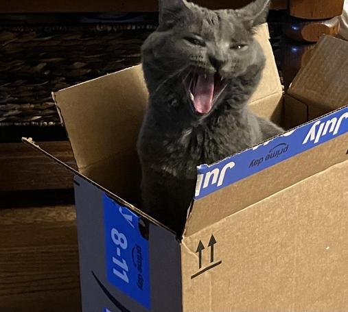 A gray cat is standing in a small cardboard box, yawning widely