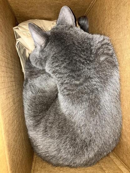 A gray cat is asleep inside a cardboard box. The box is small, so she’s had to curl up in a comma shape with her head resting on her rear end