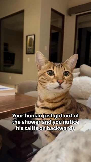 A brown and white cat is looking around with eyes are wide, craning its neck as if to glimpse something. A caption says “Your human just got out of the shower and you notice his tail is on backwards”