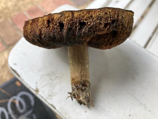 Side view of a mushroom. Its brown cap is nearly perfectly flat on top, but bumpy and uneven underneath. 