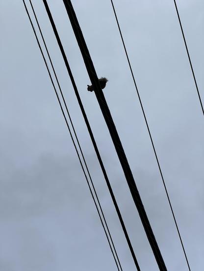 A chubby squirrel with a big nut in its mouth watching me very carefully from above while standing on a telephone wire.