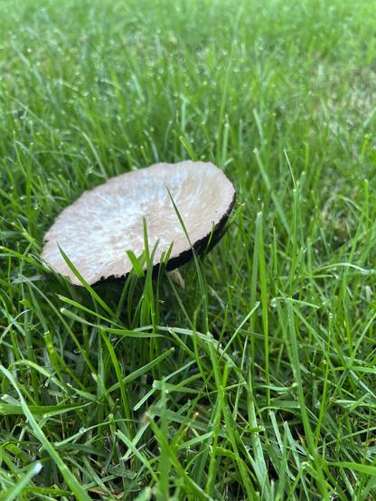 A somewhat concave mushroom cap, like a satellite dish aimed upwards, poking up from manicured grass.