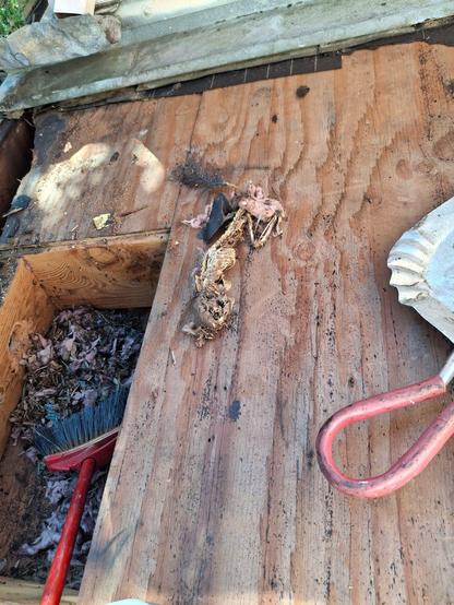 The skeletal remains of some kind of fucken rodent that chewed up tarpaper, insulation, and plywood, making huge holes underneath the Spanish tile roof.
