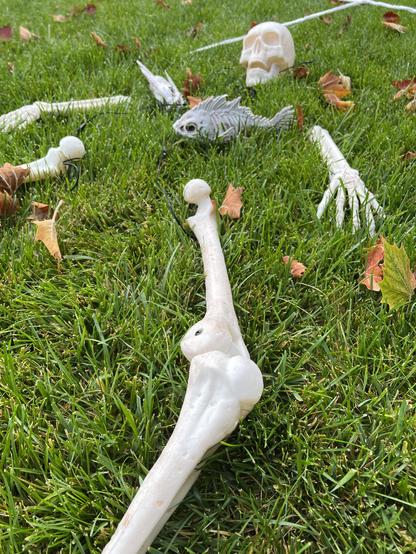 Plastic, human-sized arms, legs, and skull poking out from the grass with two plastic piranhas feeding on it where the ribs ought to be.