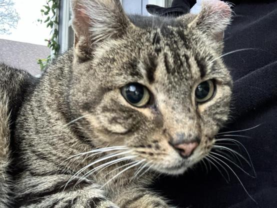 Face of brown tabby cat on my lap