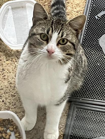 A brown and white cat on my back porch. It was eating until it became aware of my presence at the window; now it stares at me as if to say, “can’t you see I’m busy here?” The cat is clean and healthy looking but has no collar, I don’t know where it came from.