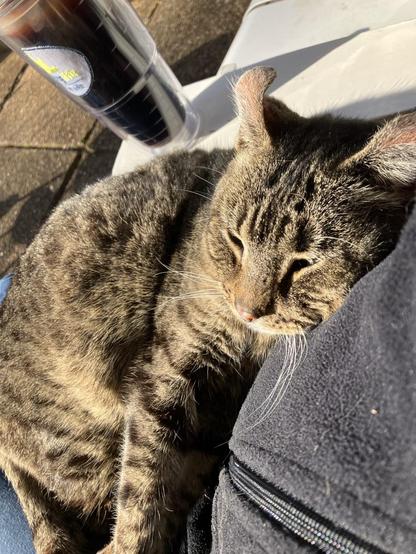 A brown tabby cat snuggling in my lap as I sat on the back porch this afternoon drinking a big tumbler of coffee. She’s a feral but has recently become super friendly, I guess 10+ years of feeding her paid off 