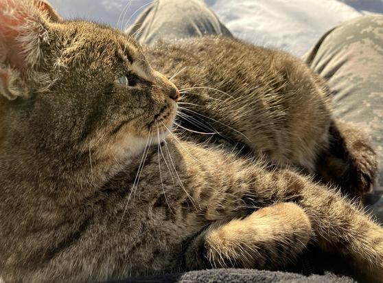 A brown tabby cat is laying on my lap on the back porch. She's gazing off to the right of the frame. Snow-covered ground is visible beyond us.
