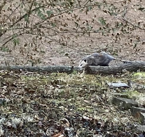 A possum walks across a long log being used as a retention feature in my back yard 
