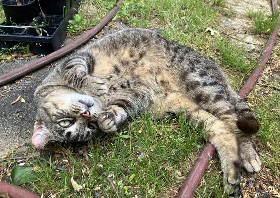 A brown tabby cat rolling around in the grass my backyard. 