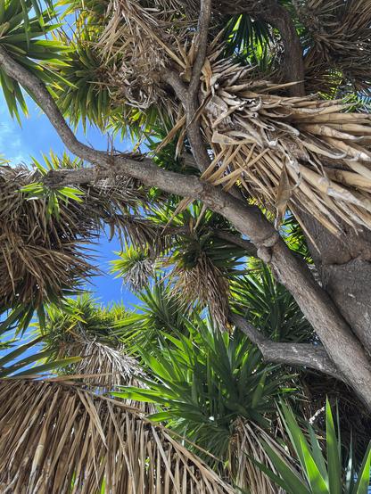 Looking up at a palm tree against a bright blue sky.