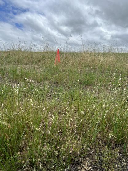 A lone traffic cone sits in a field of weeds on a hill.