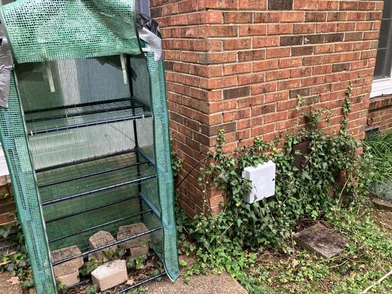 A small plastic greenhouse from Aldi sits on my back patio, partially covering a window. Next to it is my chimney. A great deal of English ivy has overstepped its bounds and is growing up the brick chimney, into the Comcast demarc mounted there, around and underneath the greenhouse, and is beginning to climb the bricks under the window.