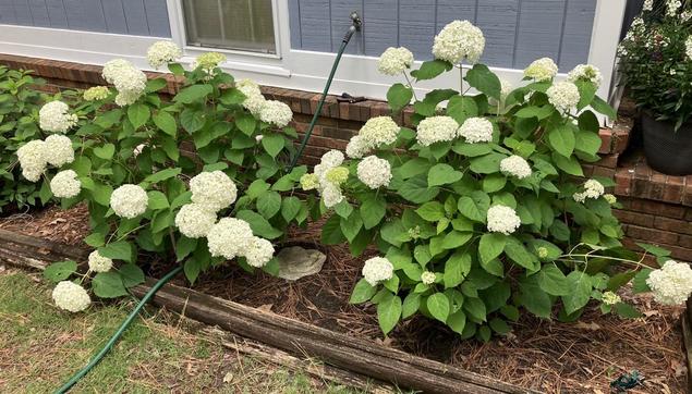 Two Annabelle hydrangea plants loaded with large snowball-like flowers