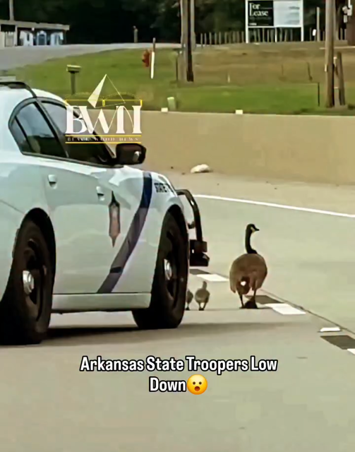 Arkansas State Trooper intentionally drives towards geese crossing the roadway, flattening one of the goslings. Courtesy Blackwood News 