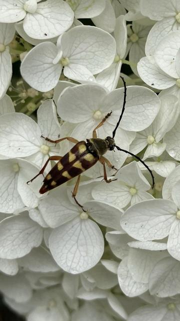 A bug is perched on a hydrangea blossom made up of a cluster of small white flowers. The insect is either black or dark brown, with eight golden spots on its back and very long antennae.