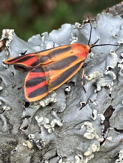 An orange moth with six thick black stripes that run the length of its body, front to back. It’s walking on some lichen that’s growing on a dead tree branch. The poor moth looks like it has some wing damage. Memphis, Tennessee, June 10, 2026