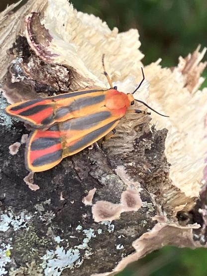 An orange moth with six thick black stripes that run the length of its body, front to back. It’s walking around near the broken end of a dead tree branch after exploring some lichen growing nearby. The poor moth looks like it has some wing damage. Memphis, Tennessee, June 10, 2026