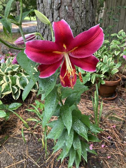 In a garden, a large lily flower is blooming in a vibrant deep pink or light red. Other flowers on the plant have not opened yet