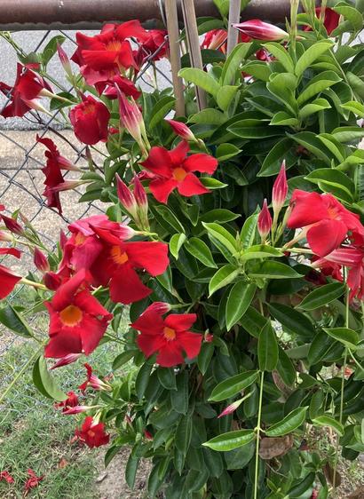 Mandevilla climbs a chain link fence, bursting with red flowers. Orange Mound, Memphis, Tennessee, June 26 2026