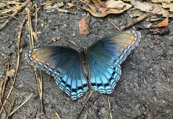 A butterfly, maybe a red spotted purple, rests on moist ground after I watered the area. It’s colored a spectacular iridescent blue, with hues of orange and black stripes. Memphis, Tennessee, August 15, 2026