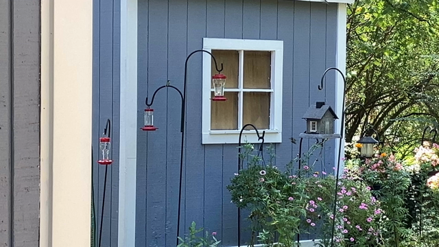 Several hummingbird feeders are hanging near a pollinator garden and the hummingbirds are active, drinking and chirping and chasing each other around