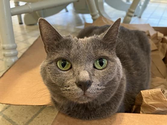 A gray cat with green eyes sits in the loaf position in a box on my kitchen floor