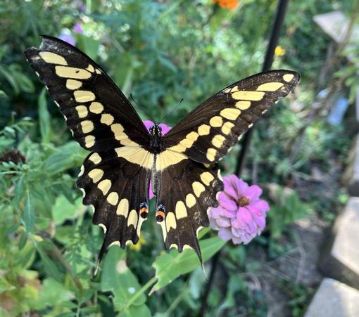 Yellow swallowtail butterfly perched on a pink zinnia flower in Memphis, Tennessee, September 22, 2026