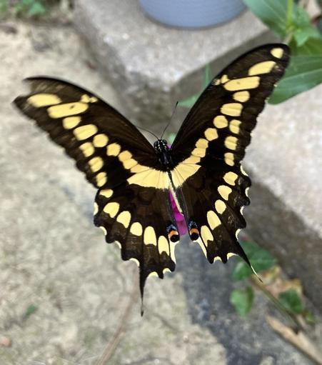 Yellow swallowtail butterfly perched on a pink zinnia flower in Memphis, Tennessee, September 22, 2026