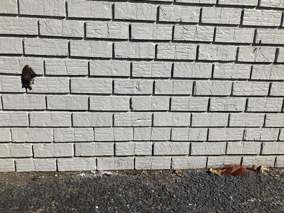 The exterior wall of a white brick building meets the black asphalt of the parking lot. Visible in the frame, someone has taken a dump against the wall and it stuck there, and has remained there for days. Quite a feat. Several feet away, a chunk of red hair weave lies on the blacktop, tangled up among some leaves. Mendenhall Rd, Memphis, Tennessee, October 6th 2026