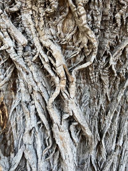 Meet me at the foot of the weathered tree trunk that looks like a series of veins on an old person’s hand!